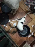 filhotes 