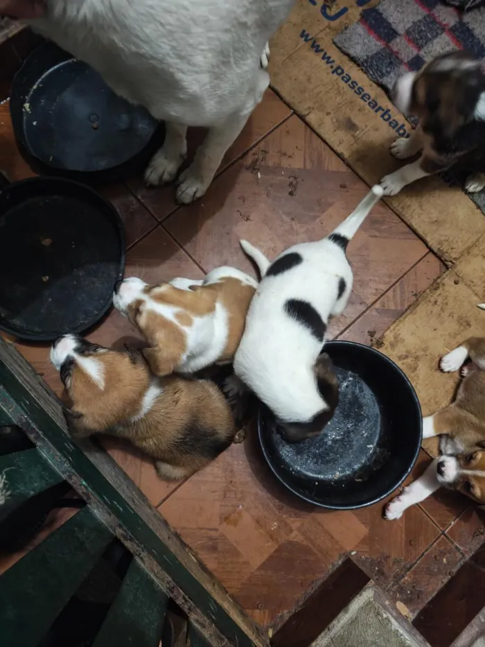 Cachorro raça SRD-ViraLata idade 2 a 6 meses nome filhotes 
