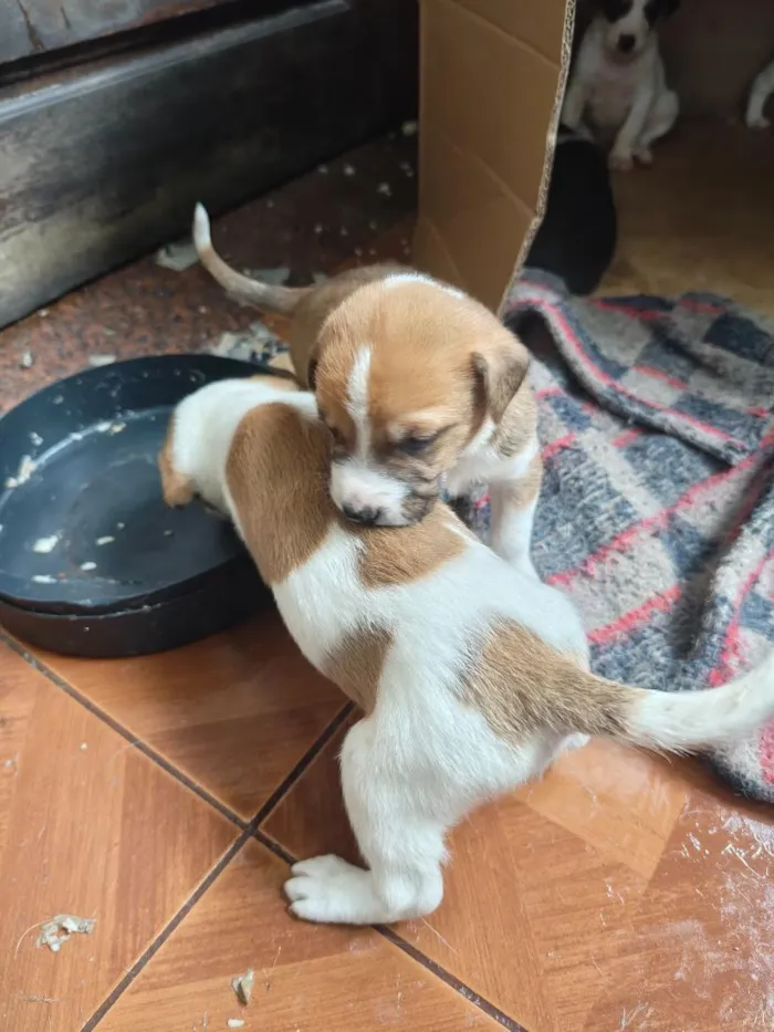 Cachorro raça SRD-ViraLata idade 2 a 6 meses nome filhotes 