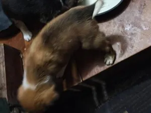Cachorro raça SRD-ViraLata idade 2 a 6 meses nome filhotes 