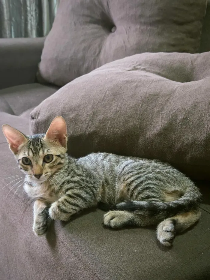 Gato raça SRD-ViraLata idade 2 a 6 meses nome Fred