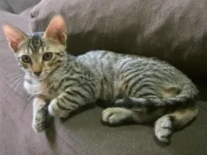 Gato raça SRD-ViraLata idade 2 a 6 meses nome Fred