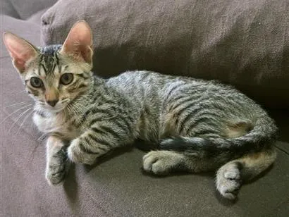 Gato raça SRD-ViraLata idade 2 a 6 meses nome Fred
