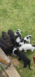 filhotes de border collie 