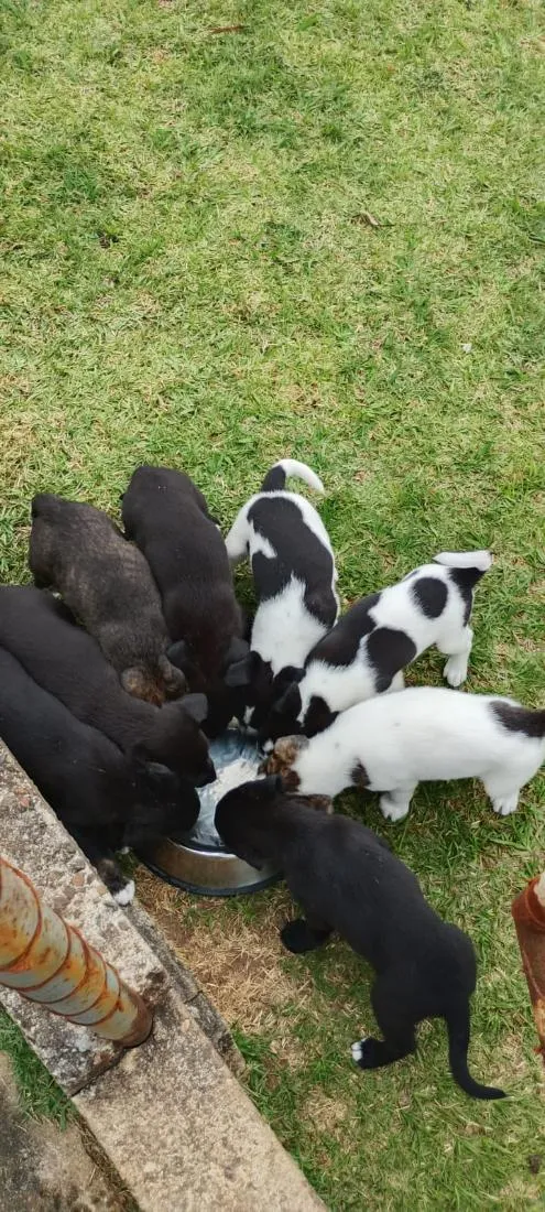Cachorro raça SRD-ViraLata idade 2 a 6 meses nome filhotes de border collie 