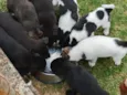 filhotes de border collie 