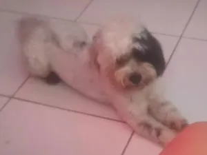Cachorro raça Shitzu idade 2 anos nome apolo