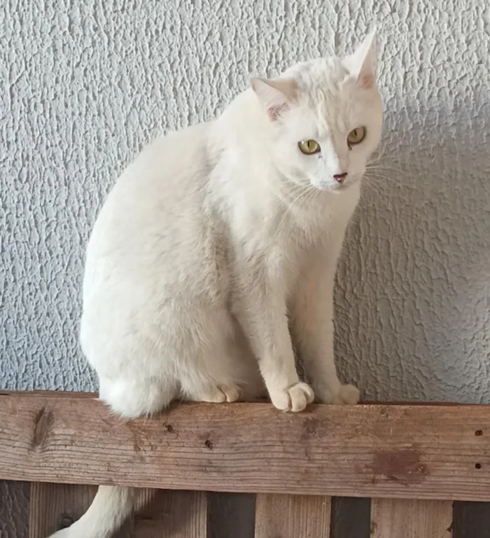 Gato raça SRD-ViraLata idade 2 anos nome cristal 