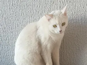 Gato raça SRD-ViraLata idade 2 anos nome cristal 