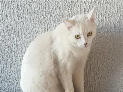 Gato raça SRD-ViraLata idade 2 anos nome cristal 