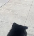 Mogly
