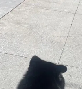 Cachorro raça SRD-ViraLata idade 3 anos nome Mogly