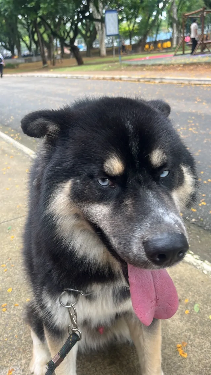 Cachorro raça SRD-ViraLata idade 3 anos nome Mogly