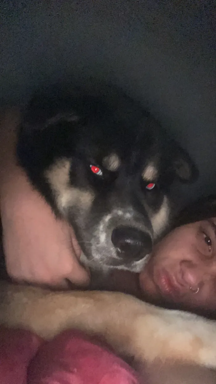 Cachorro raça SRD-ViraLata idade 3 anos nome Mogly