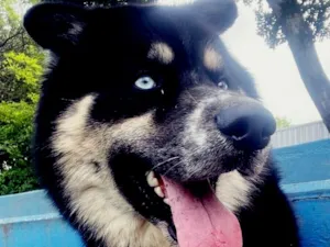 Cachorro raça SRD-ViraLata idade 3 anos nome Mogly