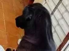 Cachorro raça SRD-ViraLata idade 2 anos nome Celeste