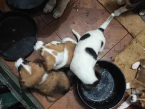 Cachorro raça SRD-ViraLata idade 2 a 6 meses nome filhotes 