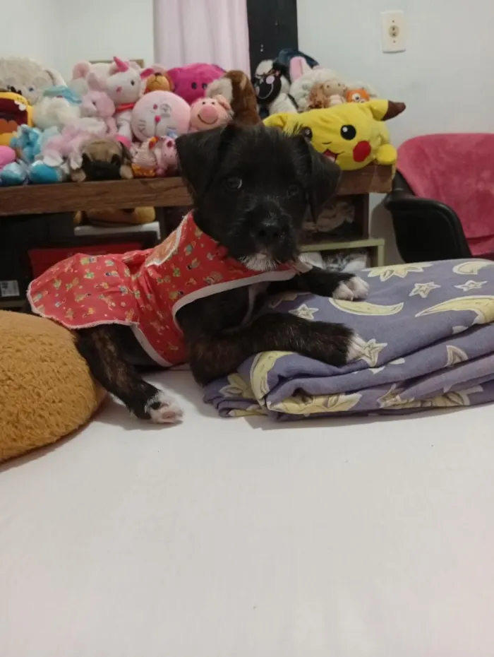 Cachorro raça SRD-ViraLata idade 2 a 6 meses nome Nala