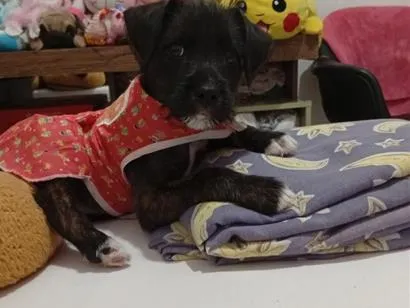 Cachorro raça SRD-ViraLata idade 2 a 6 meses nome Nala