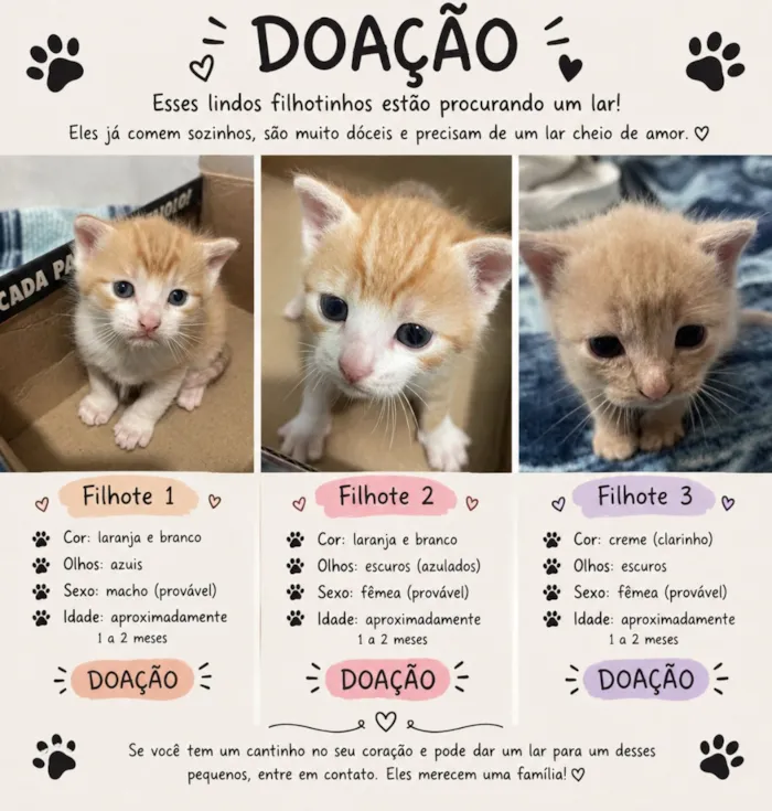 Gato raça SRD-ViraLata idade Abaixo de 2 meses nome Sem nomes