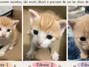 Gato raça SRD-ViraLata idade Abaixo de 2 meses nome Sem nomes