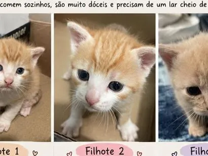 Gato raça SRD-ViraLata idade Abaixo de 2 meses nome Sem nomes