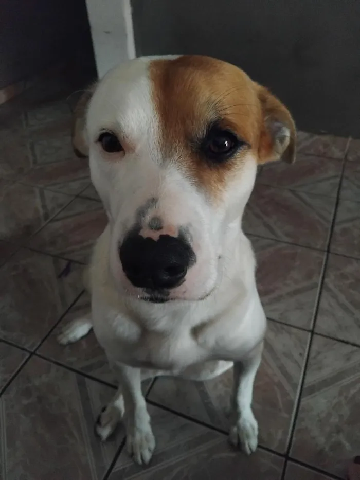 Cachorro raça SRD-ViraLata idade 4 anos nome Paçoca 