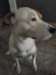 Paçoca 