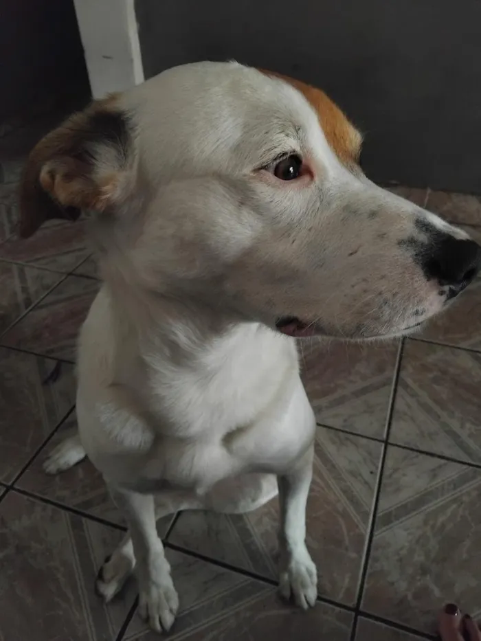 Cachorro raça SRD-ViraLata idade 4 anos nome Paçoca 