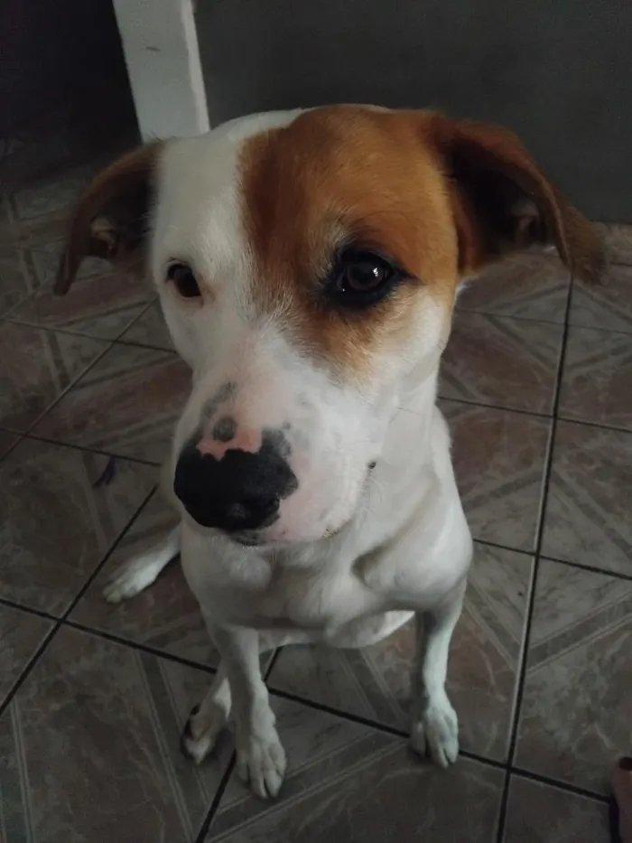 Cachorro raça SRD-ViraLata idade 4 anos nome Paçoca 