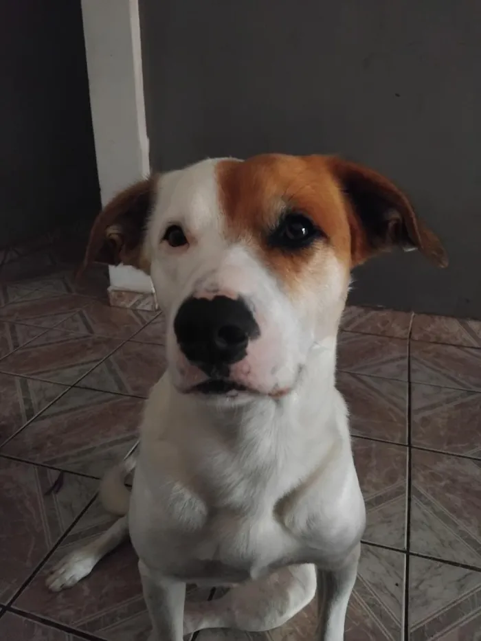 Cachorro raça SRD-ViraLata idade 4 anos nome Paçoca 