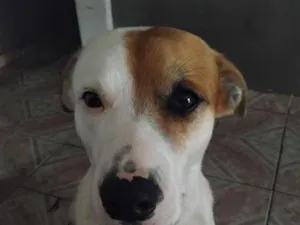 Cachorro raça SRD-ViraLata idade 4 anos nome Paçoca 