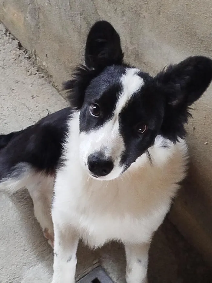 Cachorro raça Border collie  idade 7 a 11 meses nome pingo 