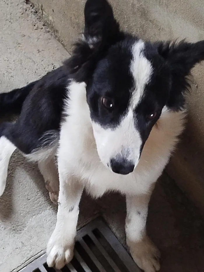 Cachorro raça Border collie  idade 7 a 11 meses nome pingo 