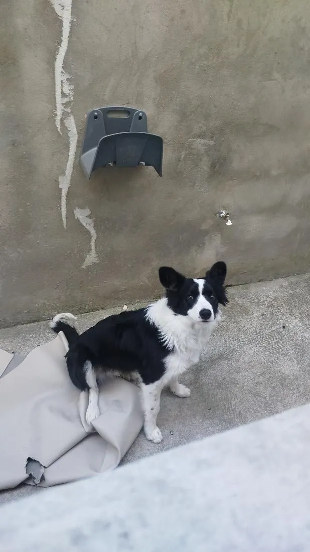 Cachorro raça Border collie  idade 7 a 11 meses nome pingo 