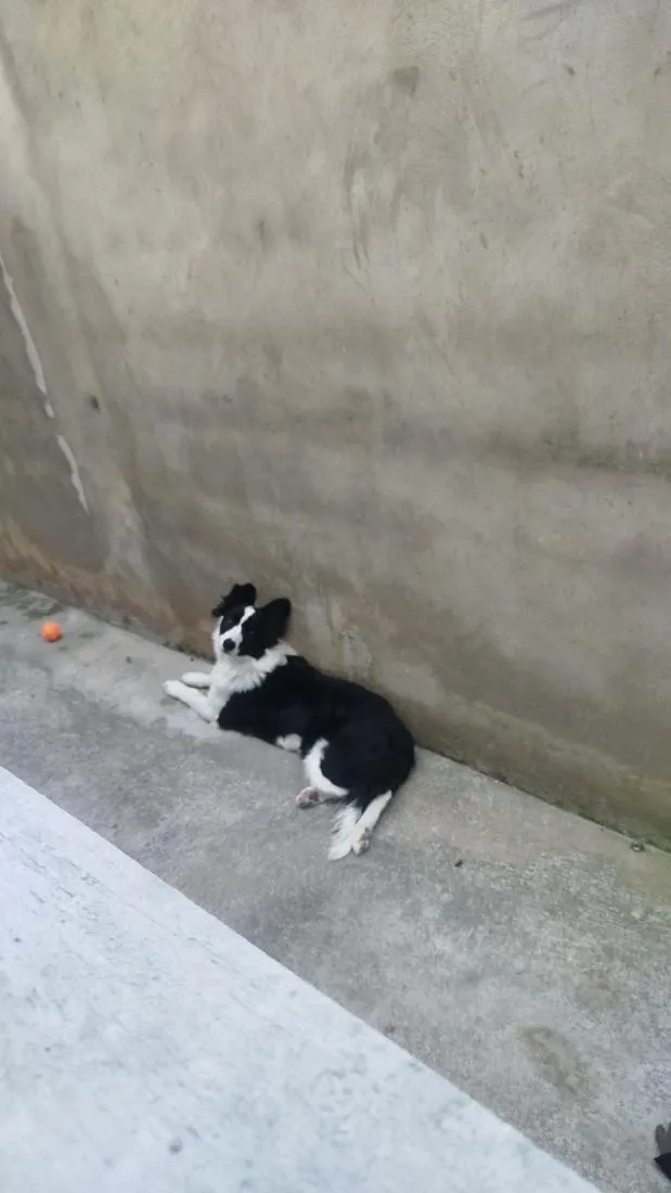 Cachorro raça Border collie  idade 7 a 11 meses nome pingo 