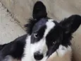 pingo 