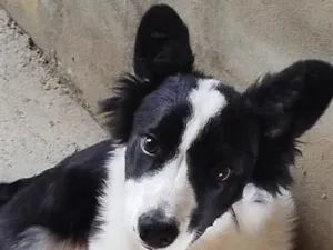 Cachorro raça Border collie  idade 7 a 11 meses nome pingo 