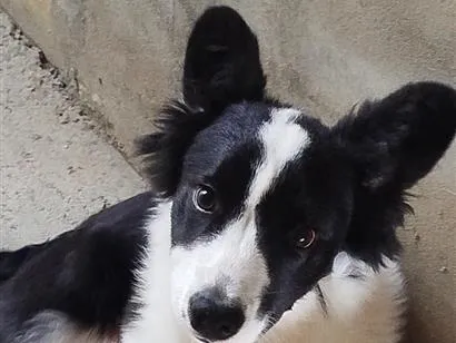 Cachorro raça Border collie  idade 7 a 11 meses nome pingo 