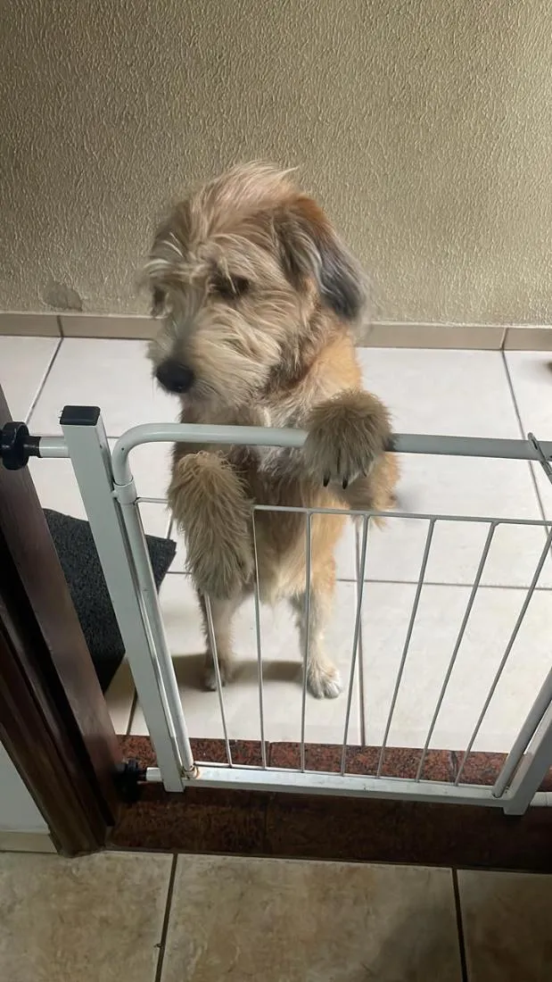 Cachorro raça SRD-ViraLata idade 7 a 11 meses nome George
