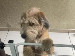 Cachorro raça SRD-ViraLata idade 7 a 11 meses nome George