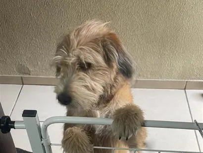 Cachorro raça SRD-ViraLata idade 7 a 11 meses nome George