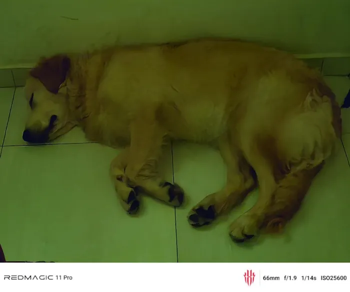 Cachorro raça Labrador idade 7 a 11 meses nome Bento 
