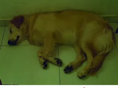 Cachorro raça Labrador idade 7 a 11 meses nome Bento 