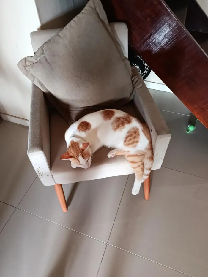 Gato raça SRD-ViraLata idade 7 a 11 meses nome Fred e neo