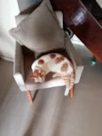 Fred e neo