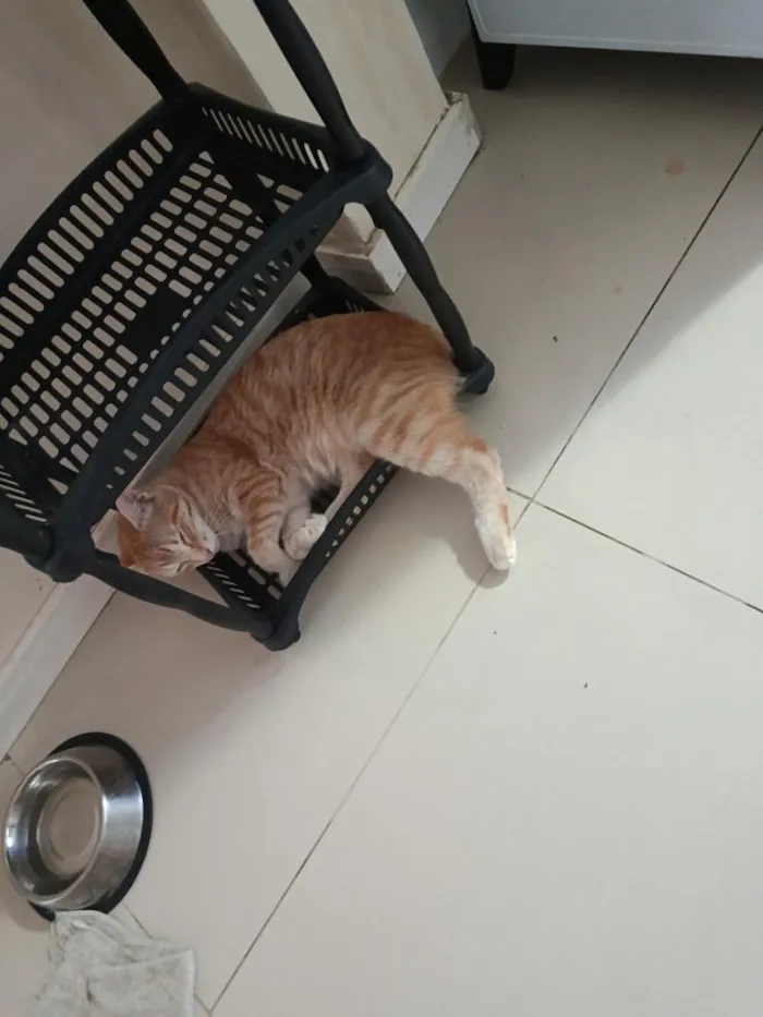 Gato raça SRD-ViraLata idade 7 a 11 meses nome Fred e neo