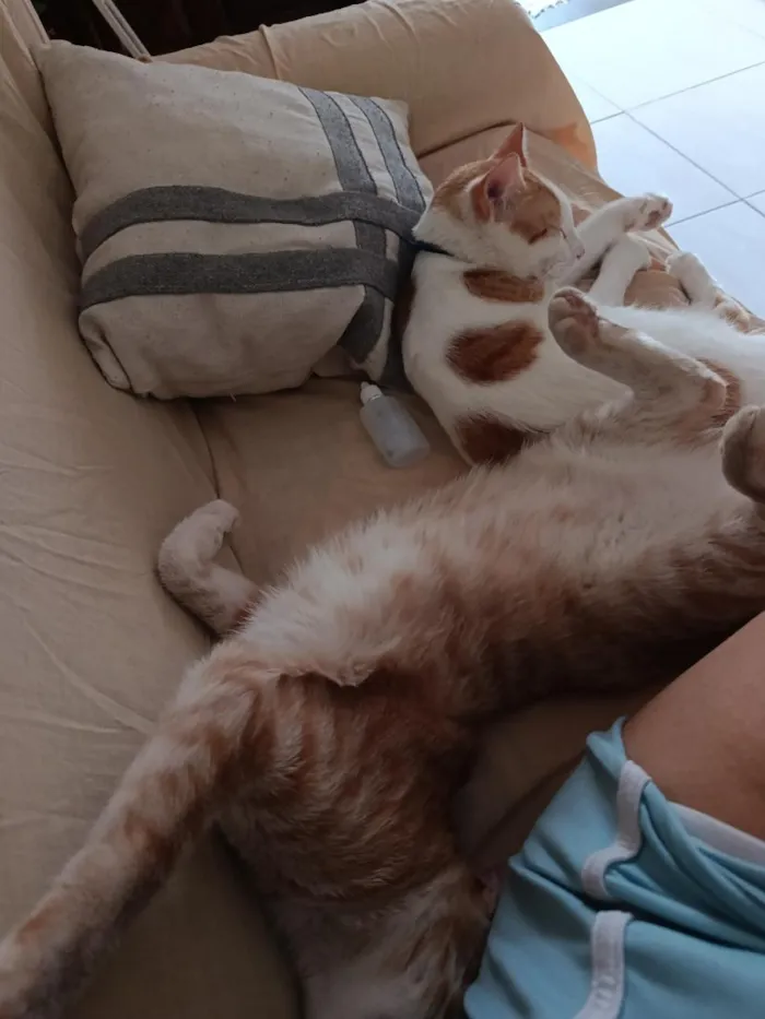 Gato raça SRD-ViraLata idade 7 a 11 meses nome Fred e neo