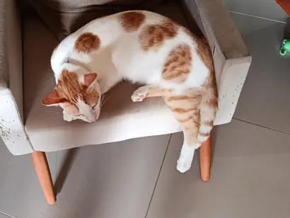 Gato raça SRD-ViraLata idade 7 a 11 meses nome Fred e neo