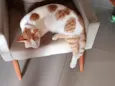 Fred e neo